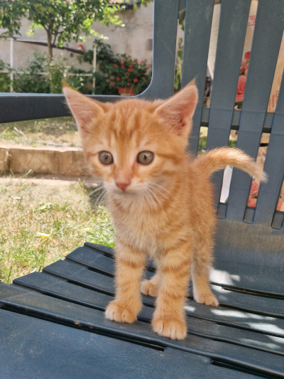Коте Джинджър си търси дом