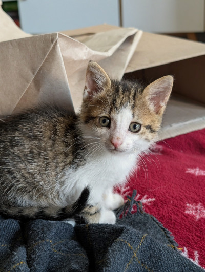 Женско коте на месец и половина търси дом