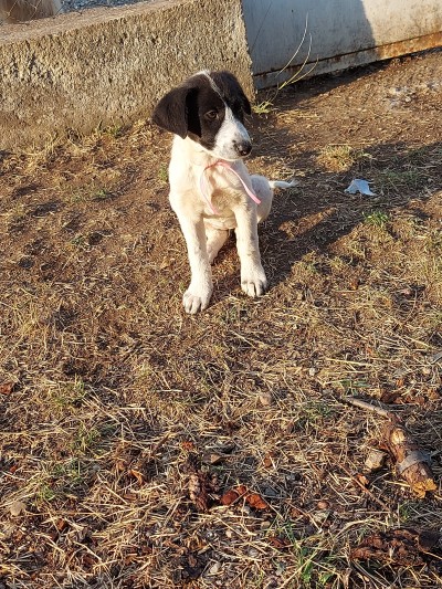 Подарявам кученца