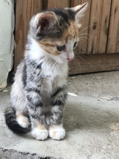 подарявам котета