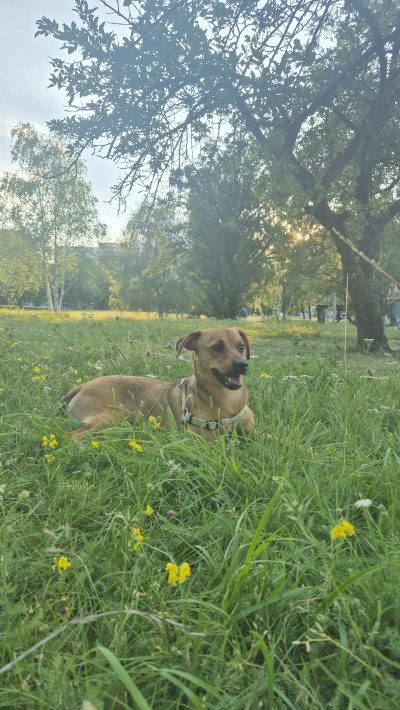Дом за Анджи
