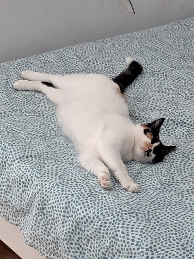 Лейди си търси дом