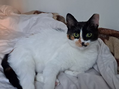 Лейди си търси дом