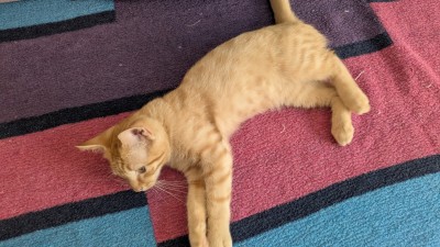 Подарвям малко домашно коте , обгрижено с домашни навици . 