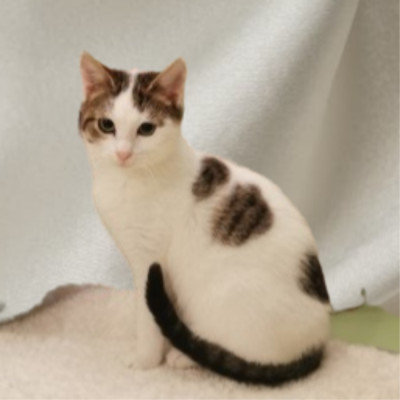 Мама и малка принцеса търсят дом