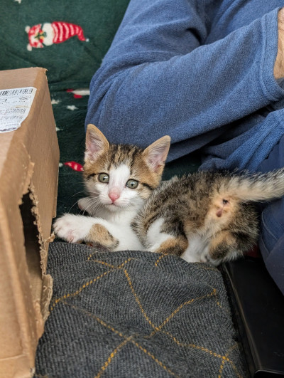 Женско коте на месец и половина търси дом