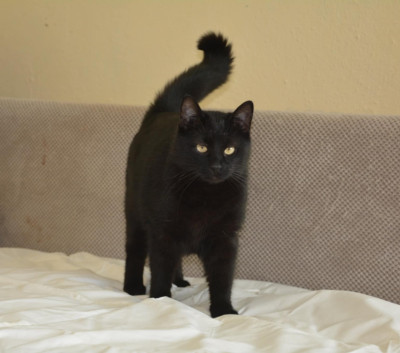 Дарки търси дом!