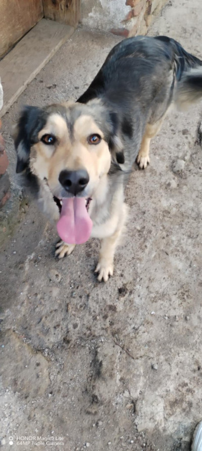 Две прекрасни кучета търсят своя нов дом