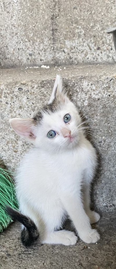 Търся дом на малки котета