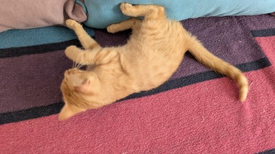 Подарвям малко домашно коте , обгрижено с домашни навици . 