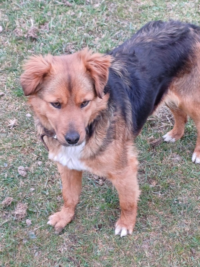 Търсим дом за Лиза!