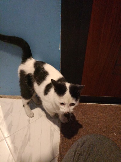 Майка и 3 котенца имат нужда от дом!