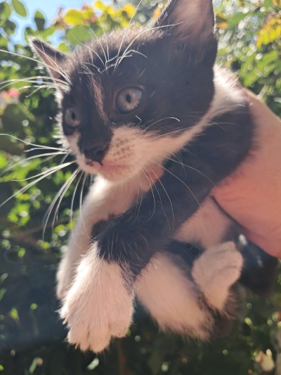 Подарявам малки котета, град Елин Пелин 