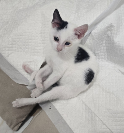 Миличкият Чио търси своя дом