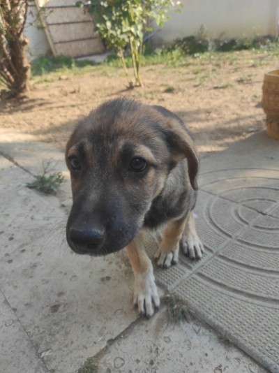 Три малки женски кученца