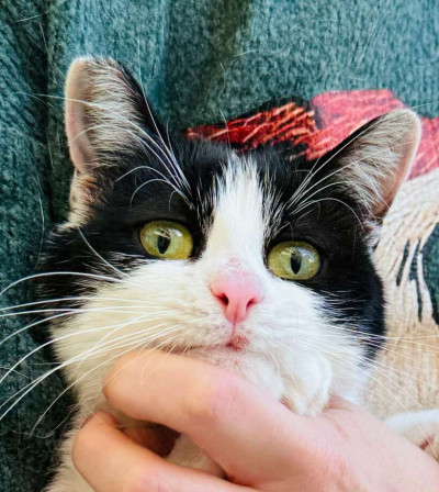 Женско коте търси дом 
