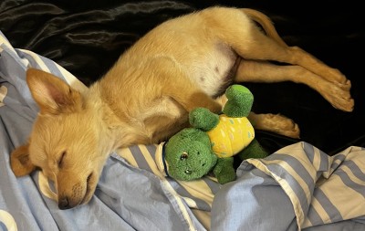 Три малки женски кученца