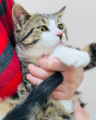 Коте Рио търси дом