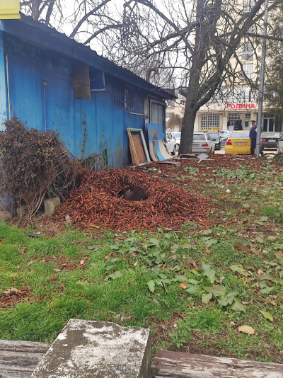 Бубка търси дом!