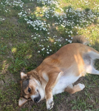 Сладко и дружелюбно куче търси дом!