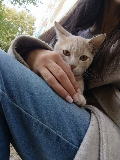 СПЕШНО Търся дом за две котета, които все още са на улицата 