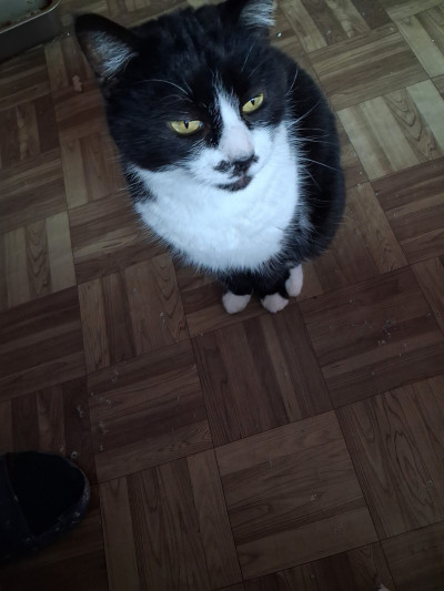 Хубавата Адолфина 