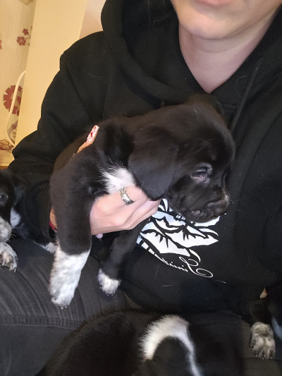 5 малки кученца търсят дом