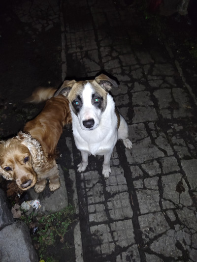 Рино търси дом - не е за всеки,само за сериозни и отговорни стопани !