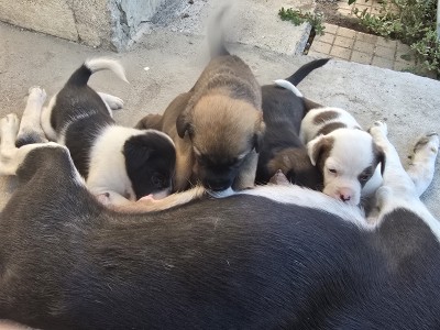 Подаряват се 