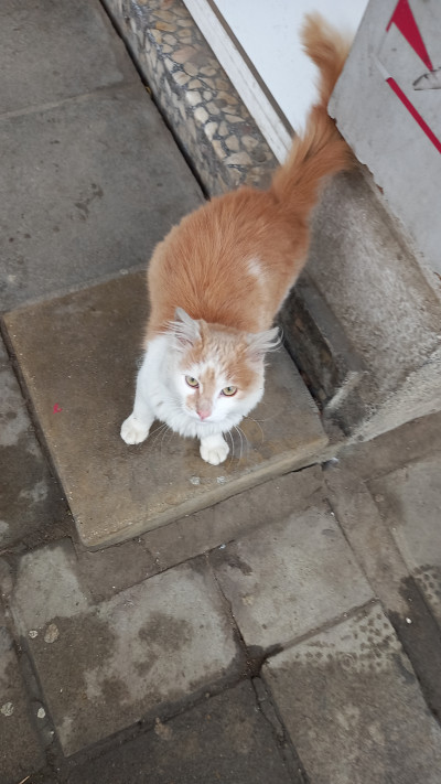 котка за осиновяване