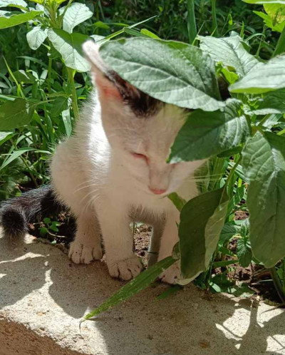 Котето Нана търси дом и малко любов