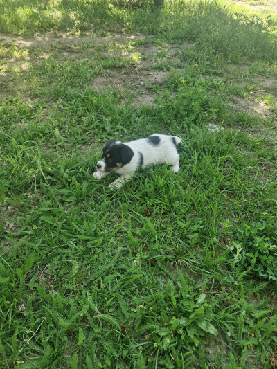 Подарява се малко кученце 