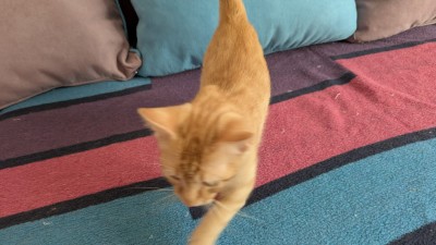 Подарвям малко домашно коте , обгрижено с домашни навици . 