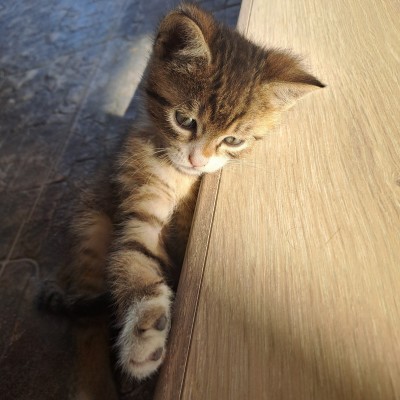 Търся дом на малко мъжко тигърче