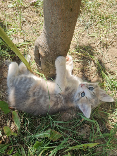 Коте Лъчезара си търси дом