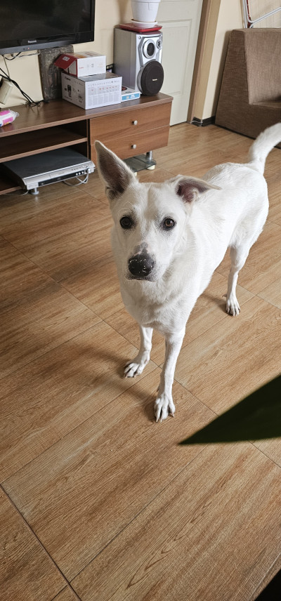 Дейзи си търси дом 