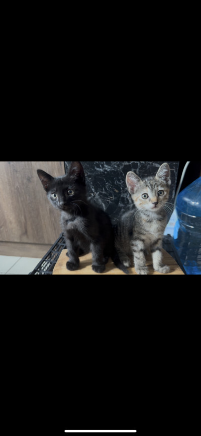 Котенца търсят своите стопани