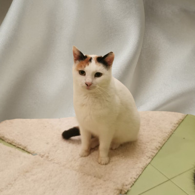 Мама и малка принцеса търсят дом