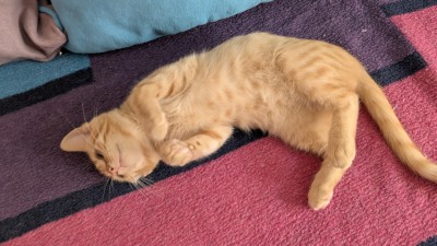 Подарвям малко домашно коте , обгрижено с домашни навици . 