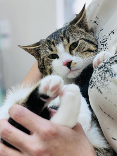 Коте Рио търси дом