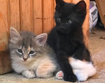 подарявам котета