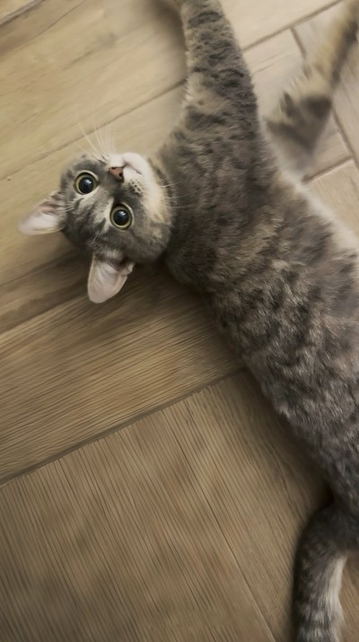 Женско коте търси дом 