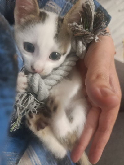 Коте Давид търси постоянен дом