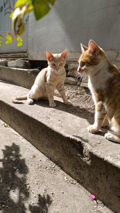 СПЕШНО Търся дом за две котета, които все още са на улицата 