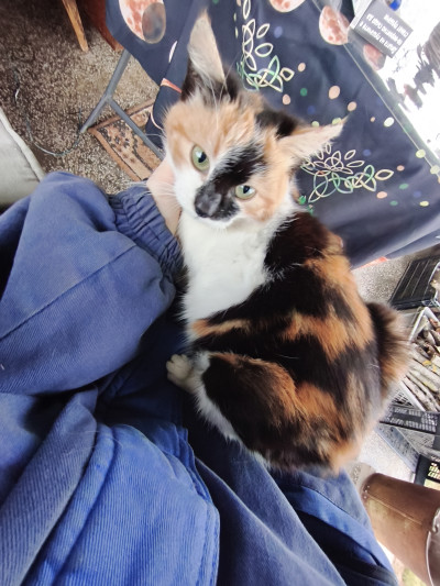 Писана търси дом