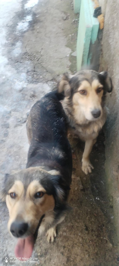 Две прекрасни кучета търсят своя нов дом