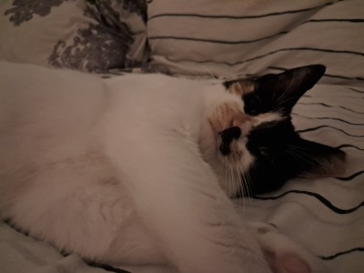 Лейди си търси дом