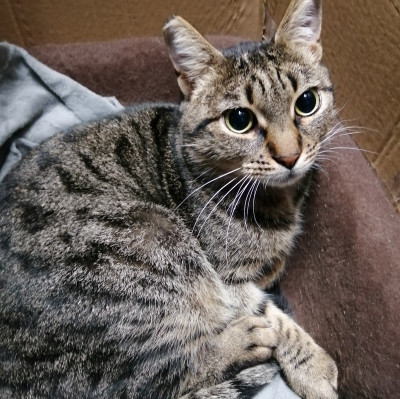 Търсим дом на Тъчи