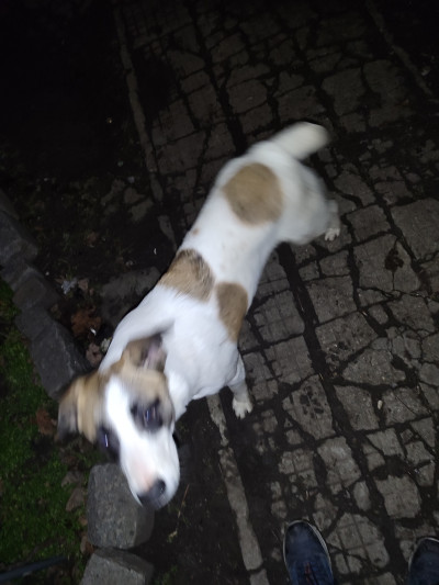 Рино търси дом - не е за всеки,само за сериозни и отговорни стопани !