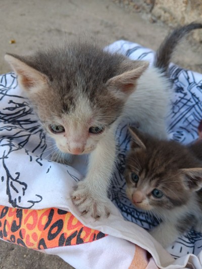 5 сладурчета си търсят дом